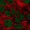 Protein O-Glucosyltransferase 3 antibody, HPA066134, Atlas Antibodies, Immunofluorescence image 