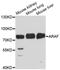 A-Raf Proto-Oncogene, Serine/Threonine Kinase antibody, A0180, ABclonal Technology, Western Blot image 