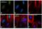 Cyclin B2 antibody, MA1-156, Invitrogen Antibodies, Immunofluorescence image 