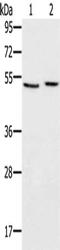 Solute Carrier Family 39 Member 7 antibody, CSB-PA940611, Cusabio, Western Blot image 
