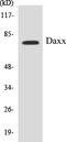 Death Domain Associated Protein antibody, EKC1166, Boster Biological Technology, Western Blot image 