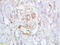 BRCA2 antibody, OABF00562, Aviva Systems Biology, Immunohistochemistry frozen image 