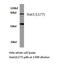 Signal Transducer And Activator Of Transcription 1 antibody, LS-C176761, Lifespan Biosciences, Western Blot image 