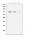 Negative elongation factor B antibody, A12025-1, Boster Biological Technology, Western Blot image 