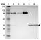 FHL-2 antibody, NBP1-84979, Novus Biologicals, Western Blot image 