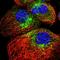 Secretory Carrier Membrane Protein 2 antibody, HPA014699, Atlas Antibodies, Immunofluorescence image 
