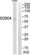 BEN Domain Containing 4 antibody, PA5-39113, Invitrogen Antibodies, Western Blot image 