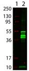 Maltose-binding periplasmic protein antibody, AP09126PU-N, Origene, Western Blot image 