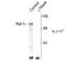 RAF proto-oncogene serine/threonine-protein kinase antibody, TA309227, Origene, Western Blot image 