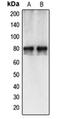 Calpain 12 antibody, orb215384, Biorbyt, Western Blot image 