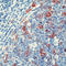 Cyclin B1 antibody, LS-C88536, Lifespan Biosciences, Immunohistochemistry frozen image 