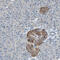 MAP2 antibody, HPA008273, Atlas Antibodies, Immunohistochemistry frozen image 