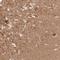 Kdap antibody, NBP2-33457, Novus Biologicals, Immunohistochemistry paraffin image 