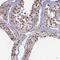 Mortality factor 4-like protein 1 antibody, HPA042360, Atlas Antibodies, Immunohistochemistry frozen image 