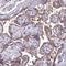 Dexamethasone-induced Ras-related protein 1 antibody, NBP1-91830, Novus Biologicals, Immunohistochemistry frozen image 