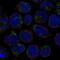 Leucine Rich Repeat And Ig Domain Containing 3 antibody, NBP2-55062, Novus Biologicals, Immunocytochemistry image 