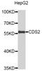 CDP-Diacylglycerol Synthase 2 antibody, STJ26590, St John