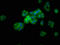 Arylsulfatase E antibody, LS-C669739, Lifespan Biosciences, Immunofluorescence image 