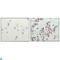 NCOR1 antibody, LS-C814060, Lifespan Biosciences, Western Blot image 