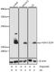 H2A Histone Family Member X antibody, AP0099, ABclonal Technology, Western Blot image 