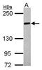 UDP-glucose:glycoprotein glucosyltransferase 2 antibody, PA5-27960, Invitrogen Antibodies, Western Blot image 