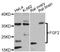 Fibroblast Growth Factor 2 antibody, A0235, ABclonal Technology, Western Blot image 