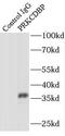 Caveolae Associated Protein 3 antibody, FNab06783, FineTest, Immunoprecipitation image 