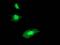 Regulator of G-protein signaling 16 antibody, MA5-25804, Invitrogen Antibodies, Immunocytochemistry image 