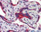 FEZ Family Zinc Finger 1 antibody, 26-524, ProSci, Immunohistochemistry frozen image 
