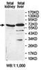 Electron transfer flavoprotein-ubiquinone oxidoreductase, mitochondrial antibody, orb78334, Biorbyt, Western Blot image 