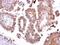 TatD DNase Domain Containing 1 antibody, NBP1-31569, Novus Biologicals, Immunohistochemistry paraffin image 