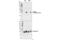 Replication Protein A2 antibody, 83745S, Cell Signaling Technology, Western Blot image 