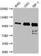 Itchy E3 Ubiquitin Protein Ligase antibody, CSB-RA587302A0HU, Cusabio, Western Blot image 