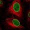 Zinc Finger Protein 224 antibody, HPA054045, Atlas Antibodies, Immunocytochemistry image 
