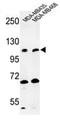 Exostosin Like Glycosyltransferase 3 antibody, AP51487PU-N, Origene, Western Blot image 