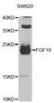 Fibroblast Growth Factor 19 antibody, STJ28672, St John