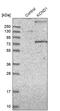 Potassium Voltage-Gated Channel Subfamily D Member 1 antibody, PA5-51505, Invitrogen Antibodies, Western Blot image 