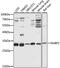 Nucleotide Binding Protein 2 antibody, 16-623, ProSci, Western Blot image 