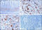 EPHB1 antibody, LS-C100280, Lifespan Biosciences, Immunohistochemistry frozen image 