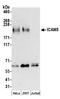 Intercellular adhesion molecule 5 antibody, A304-426A, Bethyl Labs, Western Blot image 