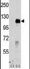 Htk antibody, PA5-14611, Invitrogen Antibodies, Western Blot image 