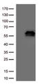 Phosphatidylinositol-3,4,5-trisphosphate 3-phosphatase and dual-specificity protein phosphatase PTEN antibody, TA801053AM, Origene, Western Blot image 