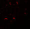 Elongation of very long chain fatty acids protein 7 antibody, 5641, ProSci, Immunofluorescence image 