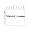 hnRNP I antibody, M01798-1, Boster Biological Technology, Western Blot image 