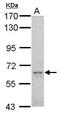 Growth factor receptor-bound protein 10 antibody, PA5-32239, Invitrogen Antibodies, Western Blot image 