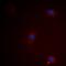 CD-MPR antibody, orb373365, Biorbyt, Immunofluorescence image 