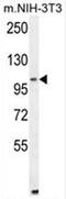 Aldehyde Dehydrogenase 1 Family Member L2 antibody, AP50141PU-N, Origene, Western Blot image 