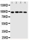 SID1 Transmembrane Family Member 1 antibody, PA5-79998, Invitrogen Antibodies, Western Blot image 