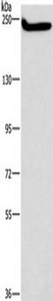 Caspase 8 Associated Protein 2 antibody, TA351192, Origene, Western Blot image 