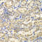 Myelin Basic Protein antibody, A1664, ABclonal Technology, Immunohistochemistry paraffin image 
